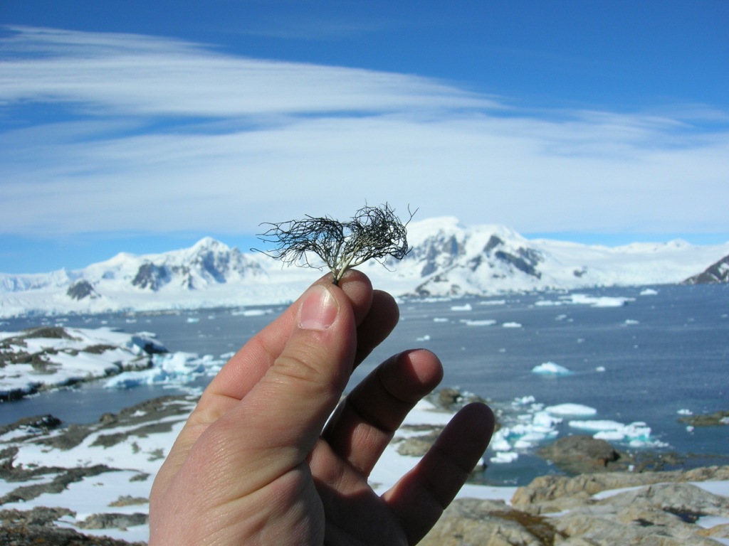 в антарктиде начали расти цветы. эндемики антарктиды растения. антарктида 2022. снежные водоросли антарктиды. о.