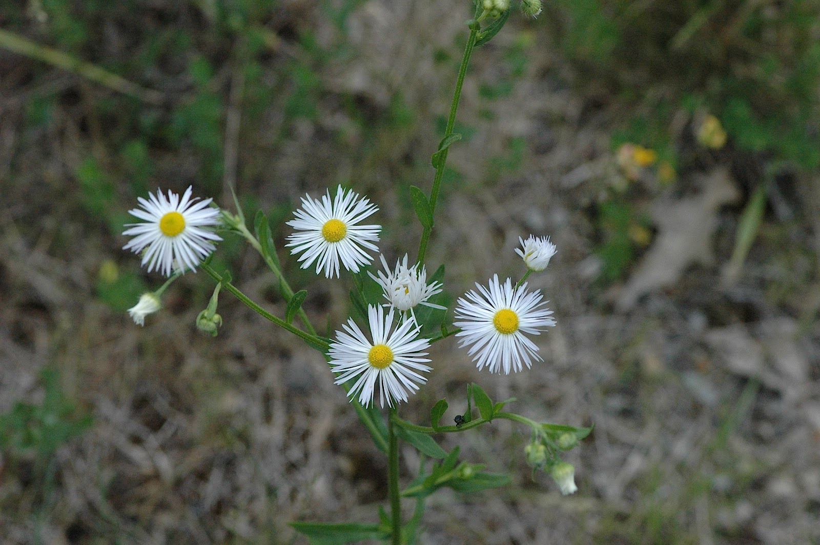 Field Biology in Southeastern Ohio Fleabanes