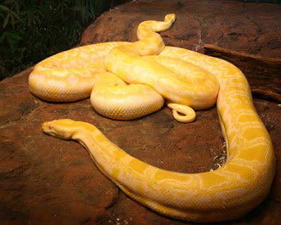Dangerous Snakes Seen On www.coolpicturegallery.us