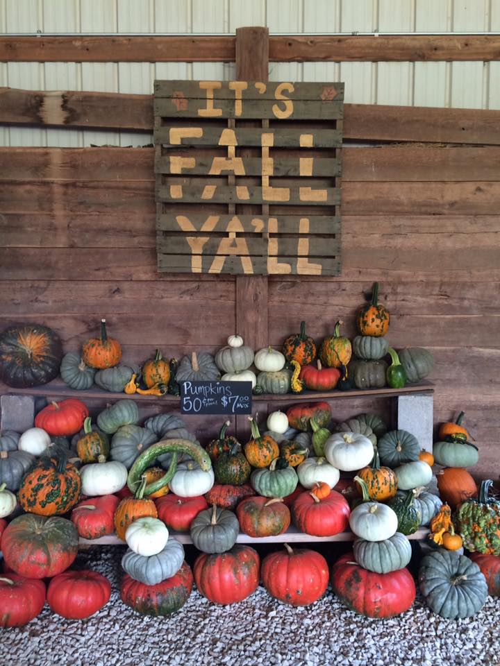 Pumpkin Patches Your Family Can Visit At The Lake of the Ozarks