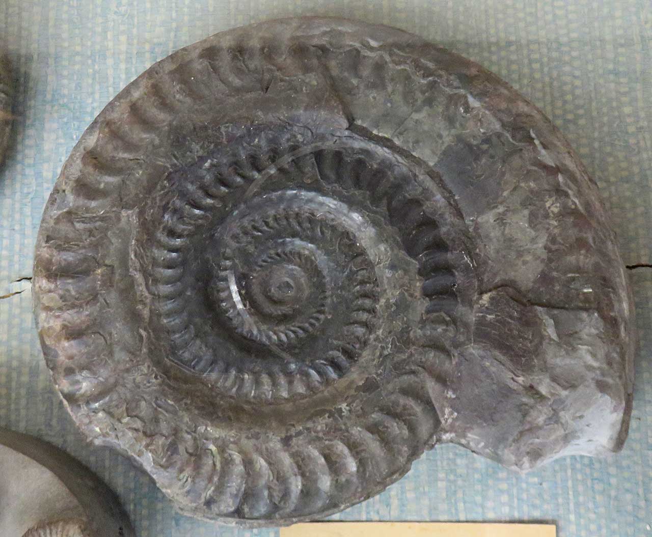 Louisville Fossils and Beyond Jan 1, 2017