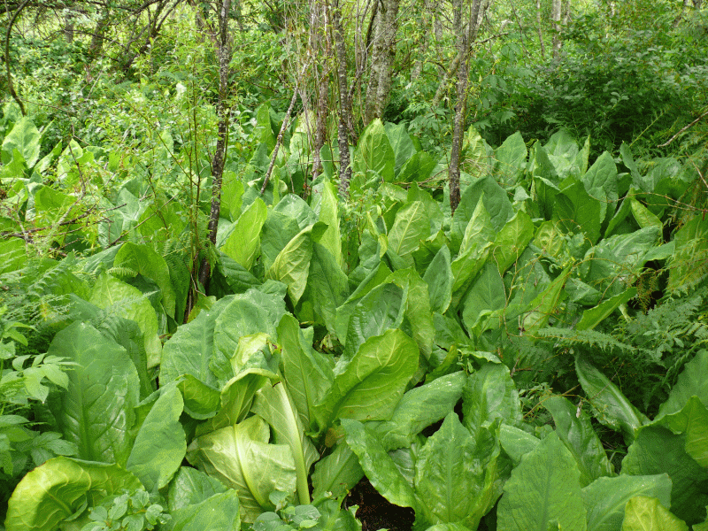 Skunk Cabbage Hudson Valley Geologist