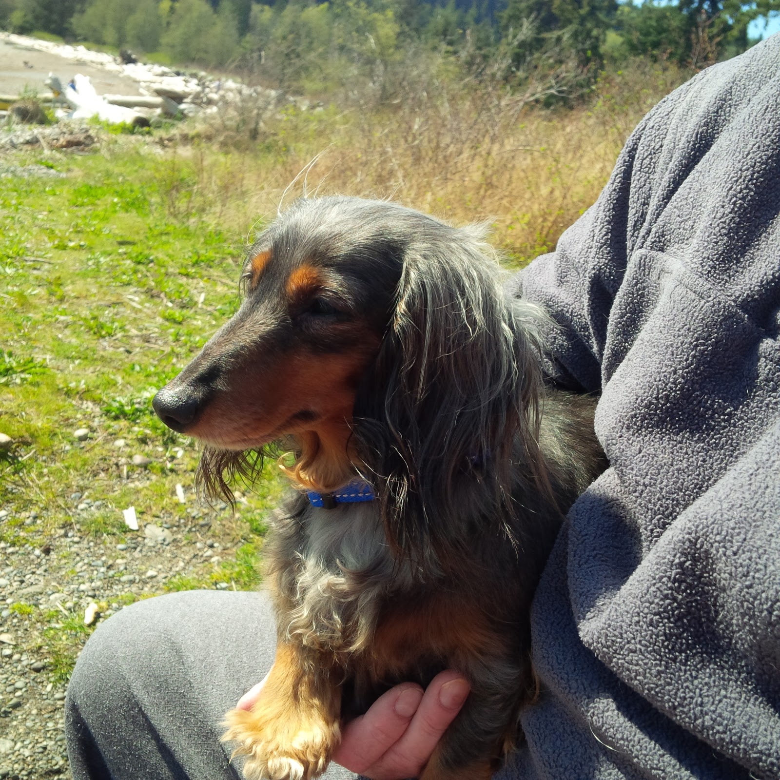 NEVER...EVER...GIVE UP HOPE Rescue Dogs Make the Best Pets