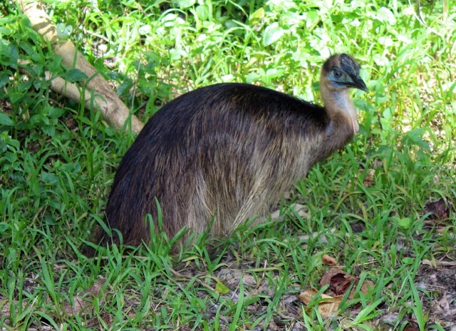 ANNETTE IN OZ: Julatten in Far North Queensland, Australia-long post ...