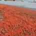 Aparecen Miles de Gambas (Camarones) muertos en las costas de Chile