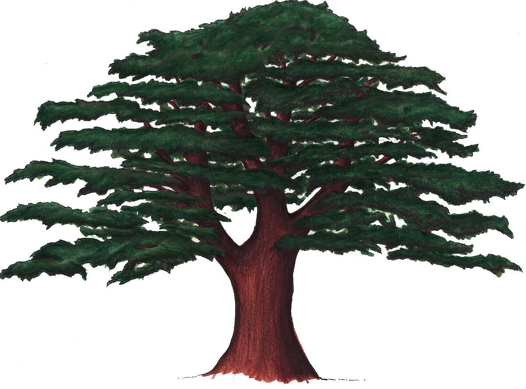 Suzanne Elyse cedar of lebanon.