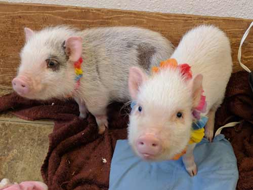 Mini-Pigs At Dan's Greenhouse