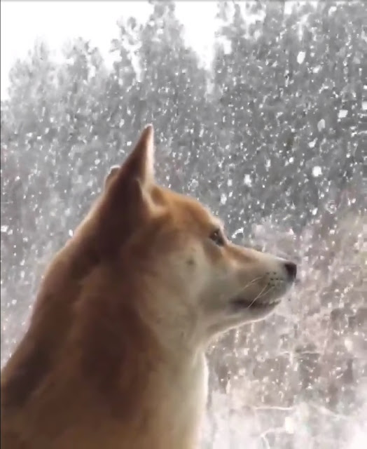 Awesome Doge Chillin in The Snow #doge #snow #adorable #shiba