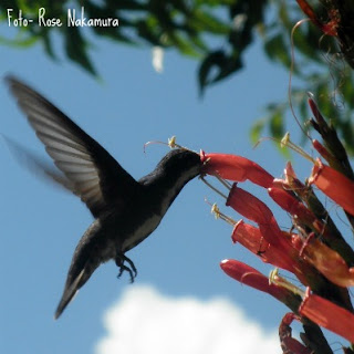 A flor e o passáro