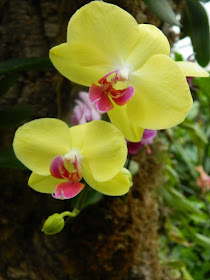 Allan Gardens Conservatory yellow and purple Phalaenopsis orchids by garden muses-not another Toronto gardening blog