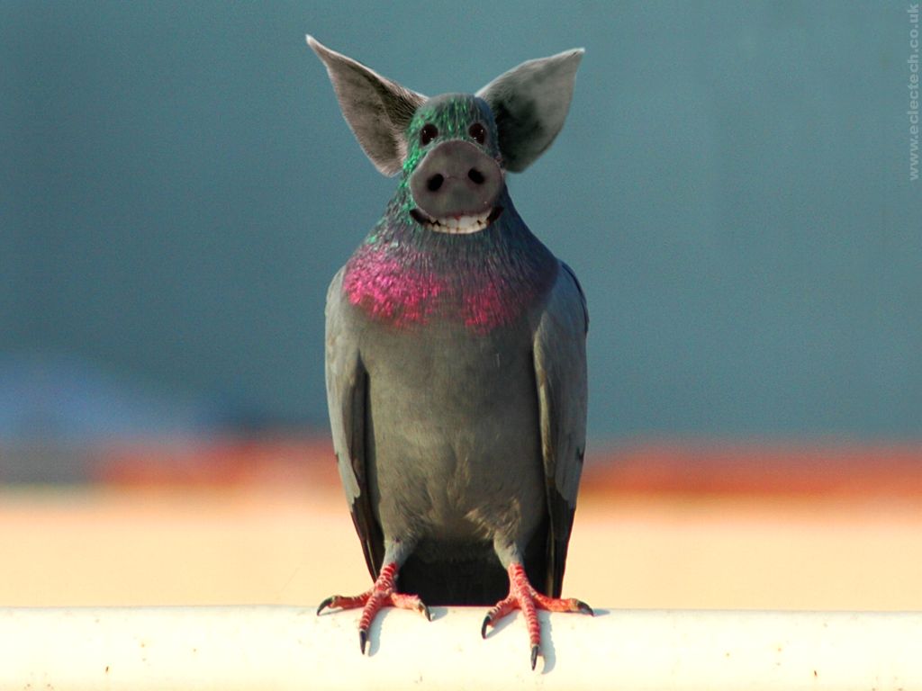 Funky pigeon desktop wallpaper Funny Animal