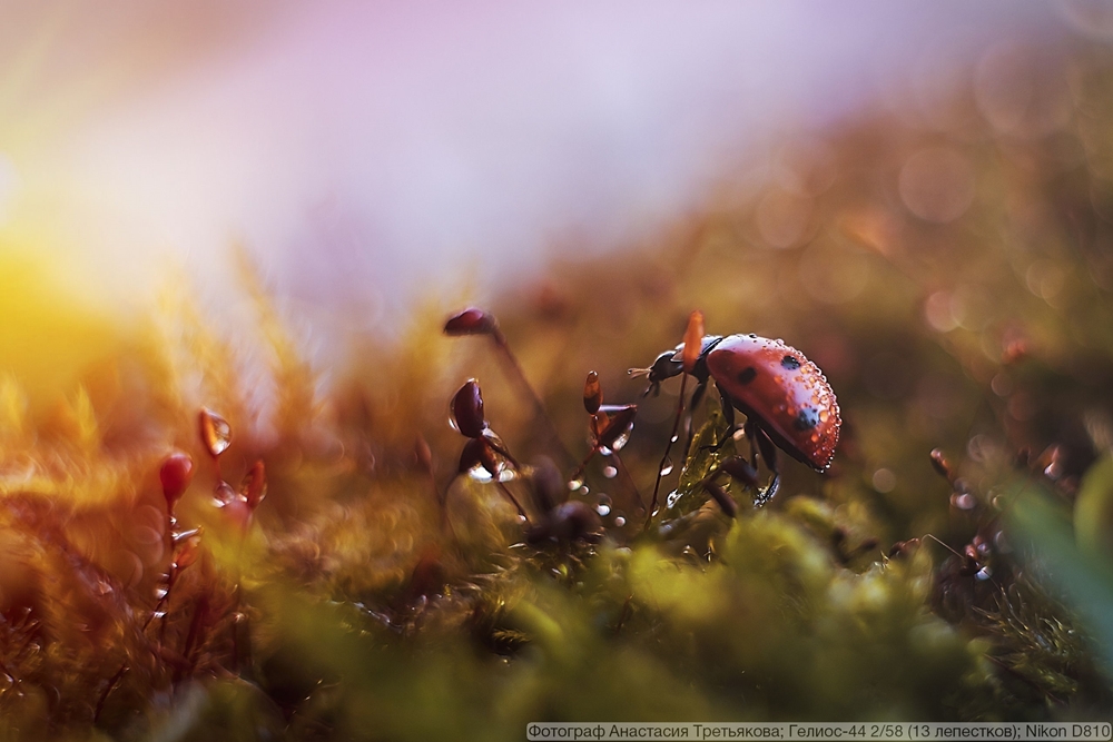 Гелиос-44 2/58