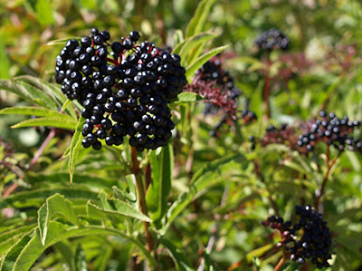 Frutos negros o violáceos del sauquillo o yezgo (Sambucus ebulus)