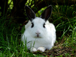 rabbit rabbits desktop wallpapers backgrounds pets lovely nature