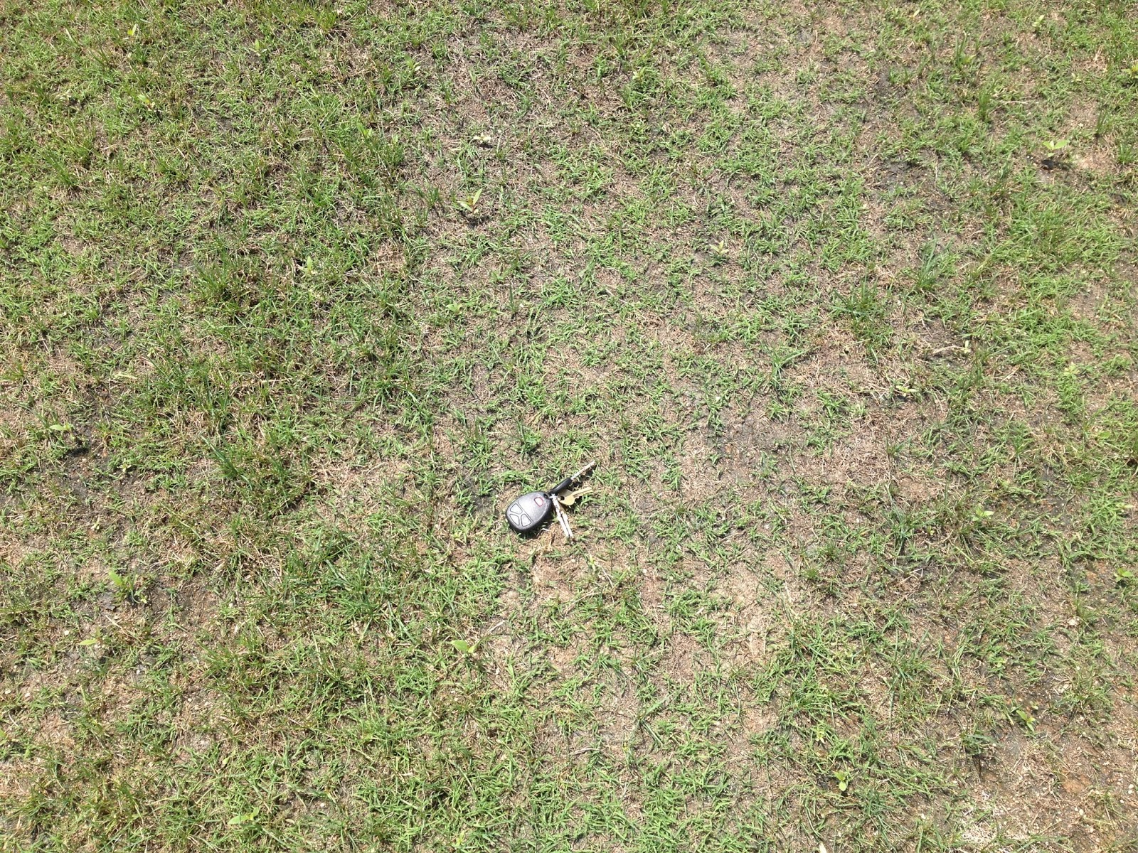 Smart Turf Bermudagrass Slow Germination in 2013