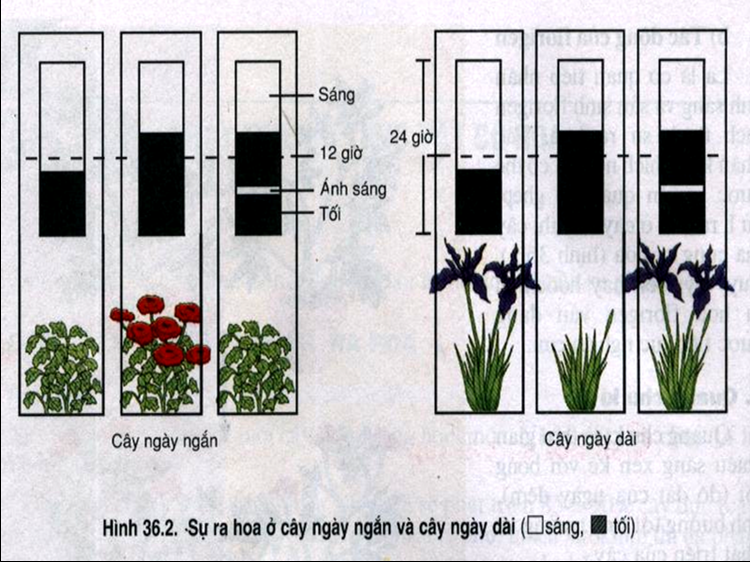 HÃ¬nh áº£nh cÃ³ liÃªn quan