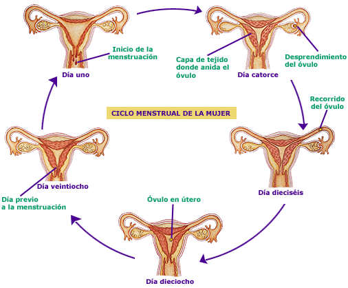 Esquema del ciclo menstrual femenino