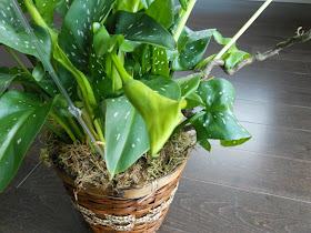 40th wedding anniversary gift ideas for parents