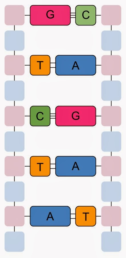 AS Biology: The double-helix structure of DNA, enabling it to act as a ...