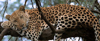 dachigam national park wildlife srinagar jammu kashmir tourism India