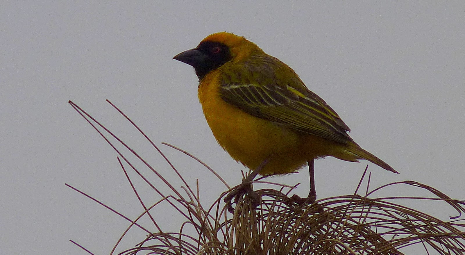 Birding For Pleasure Birds in Johannesburg, South Africa