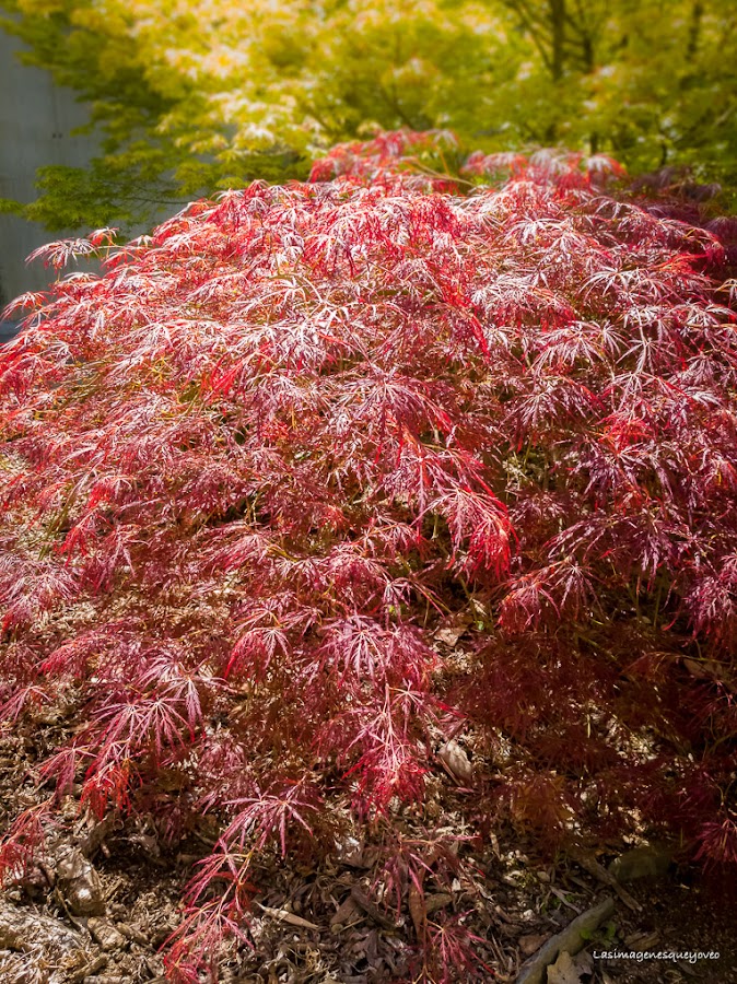 Estufa Fría del parque Juan Carlos I