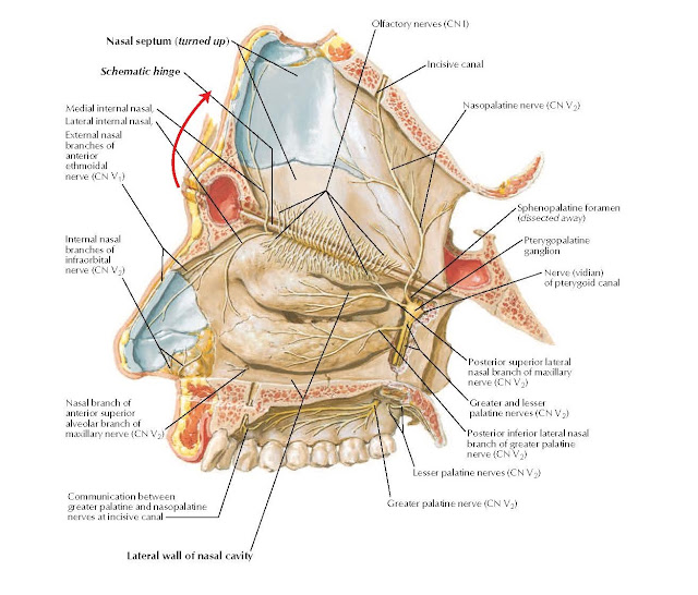 Nerves of Nasal Cavity: Bony Nasal Septum Turned Up ANATOMY