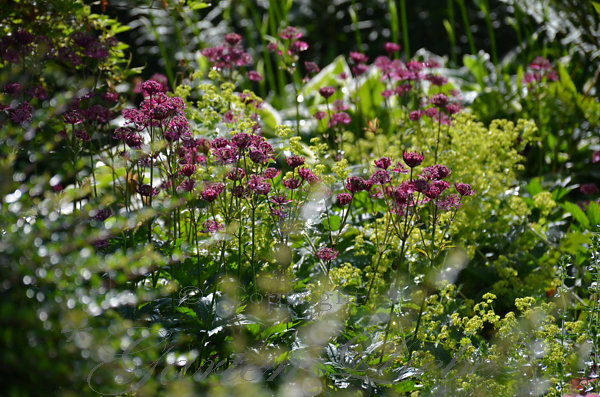 Garten-Liebe: Juni Garten&hellip;.