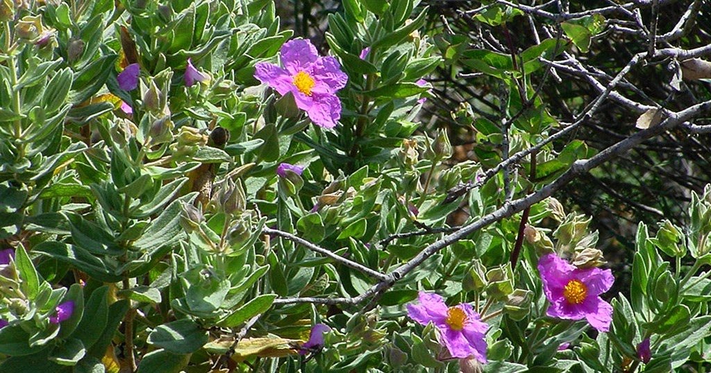 Nuestras plantas medicinales e industriales Jara Blanca PMA013