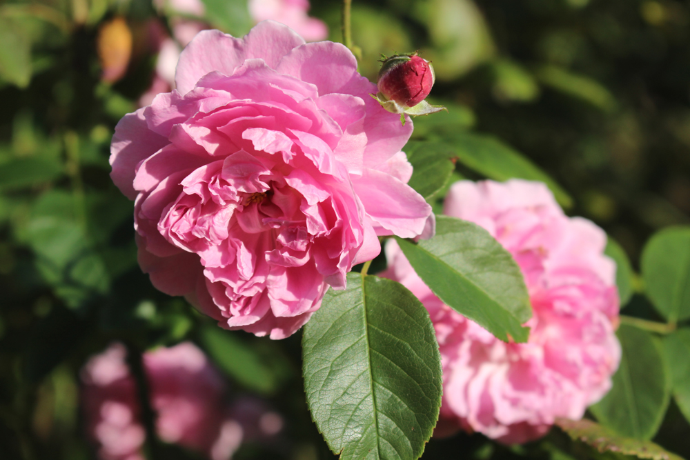 Pink roses in Regent's Park, London - lifestyle blog