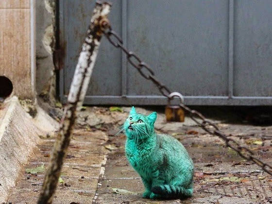 green cat varna