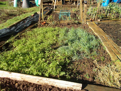Green manure Getting the vegetable garden ready for spring Green Fingered Blog
