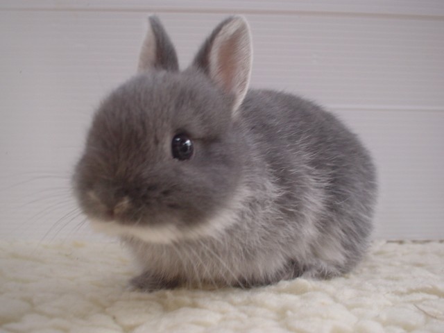 cute+bunny+003.jpg