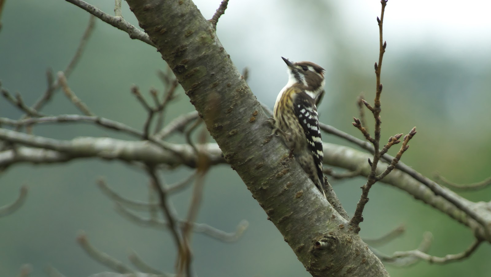 すでに11か国でサル痘の患者が発生している。リストを見る