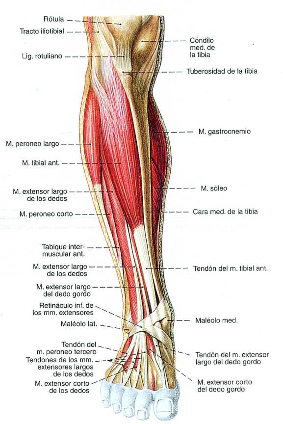 Fisiologia del sistema muscular la fisiologia del sistema muscular Fisiologia del sistema muscular la fisiologia del sistema muscular