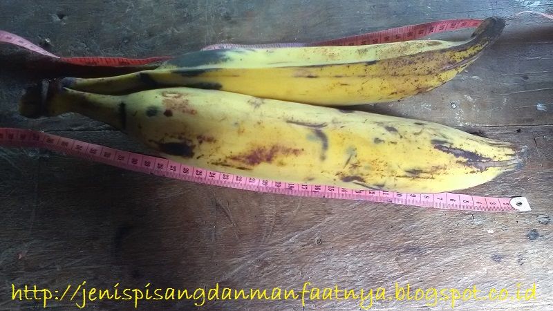 Gambar Panjang Buah Pisang Tanduk Perbedaan Pisang Raja Nangka Dan Pisang Tanduk Dan Gambar Pisang Tanduk