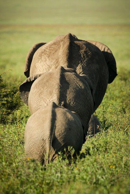 elephants in raw