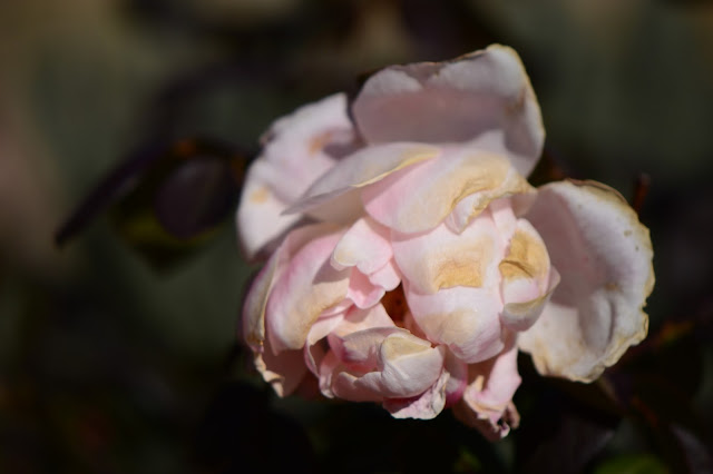 The Alnwick Rose small sunny garden, desert garden, amy myers, rose