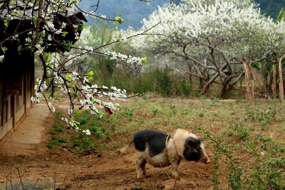 Hình Nền Phong Cảnh Mùa Xuân Đẹp – Hình nền Mùa Xuân 1/2019