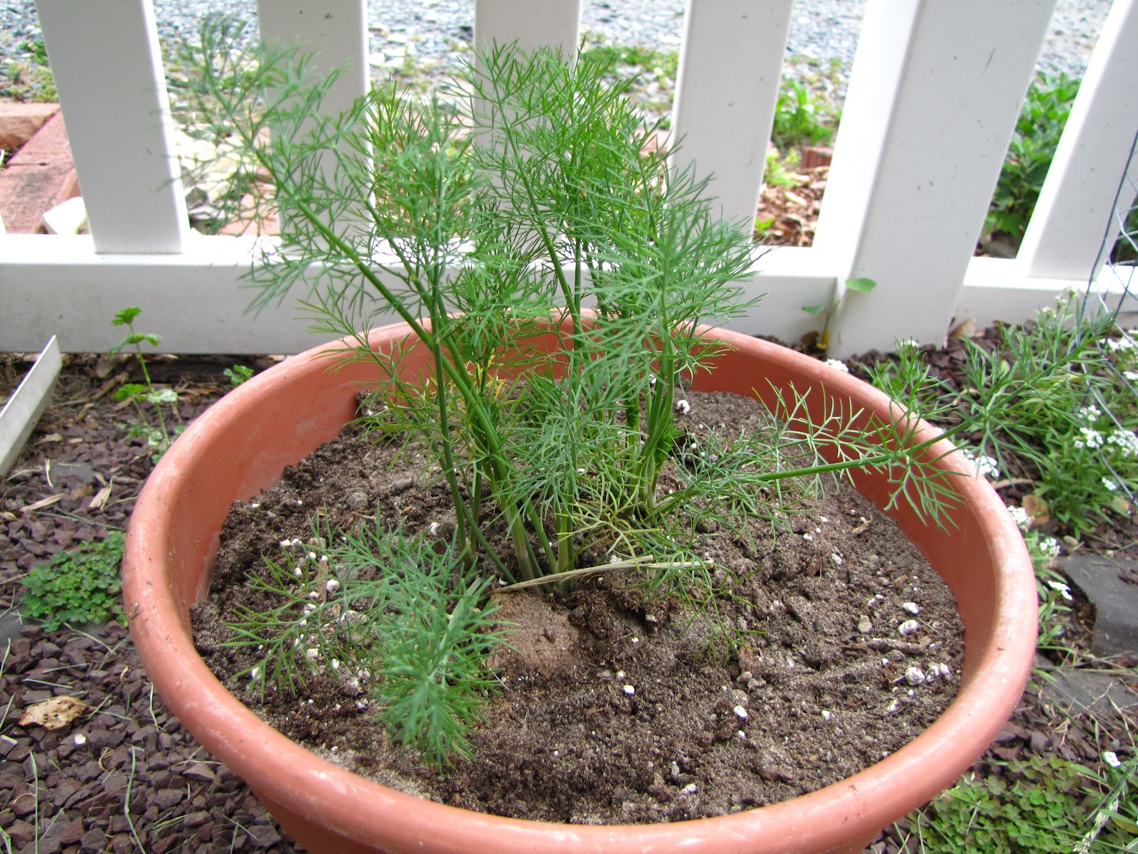 Growing Dill How to Grow Dill in Containers Gardenoid