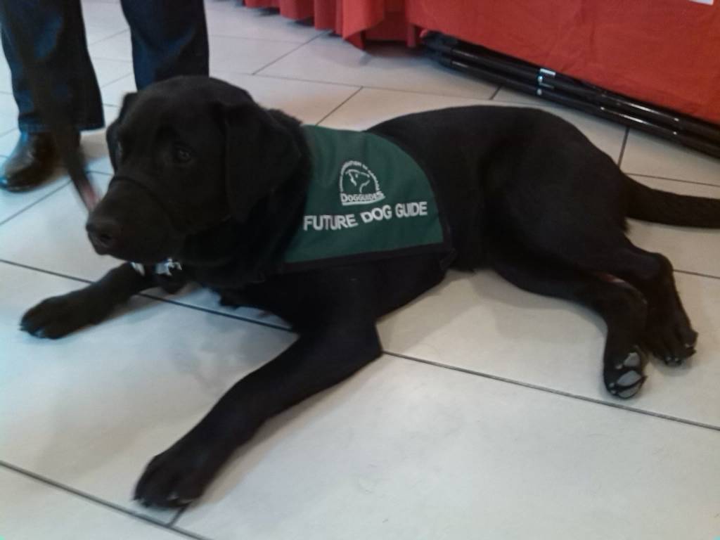 Dog Training Toronto Ontario Dog Training Toronto Ontario