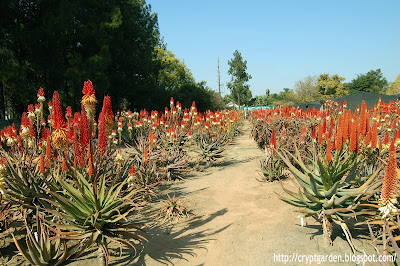 Sunbird Aloes Open Day 2015