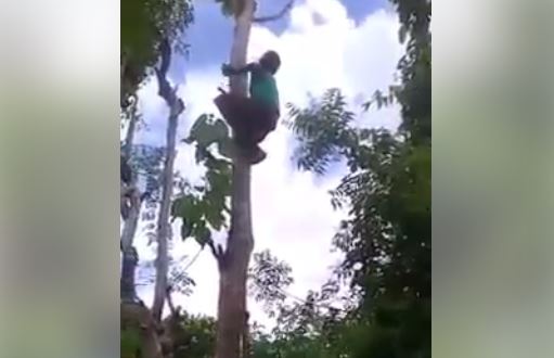 Viral Aksi Nenek Panjat Pohon Tinggi dengan Lincahnya Tanpa Alat Pengaman