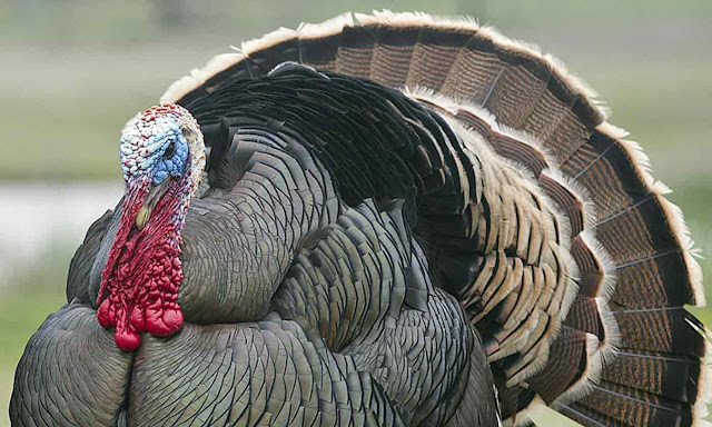 Turkey Turkey