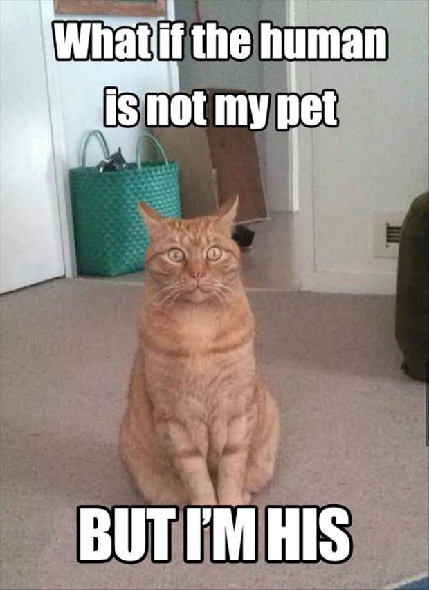 serious cat funny memes
