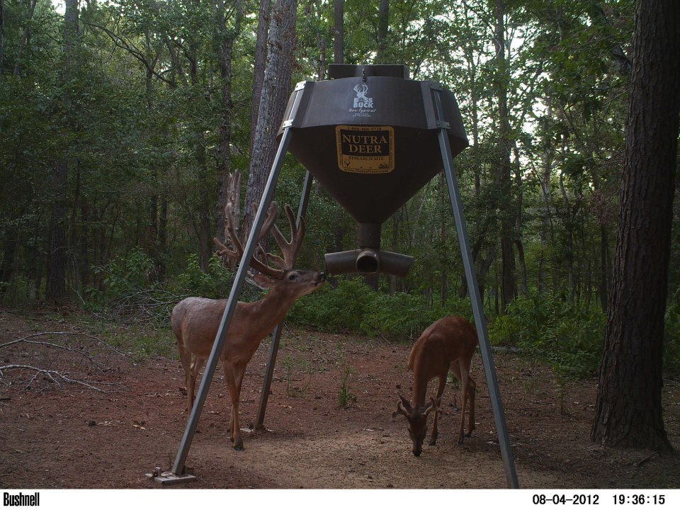 Boss Buck Deer Feeders and Blinds