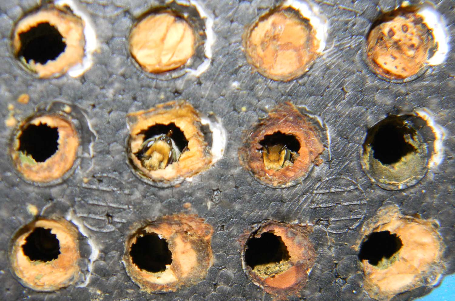 Owyhee Agriculture A New Home For Bees