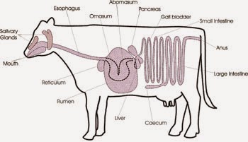 Digestive Physiology and Anatomy of Cows - Vet in Training