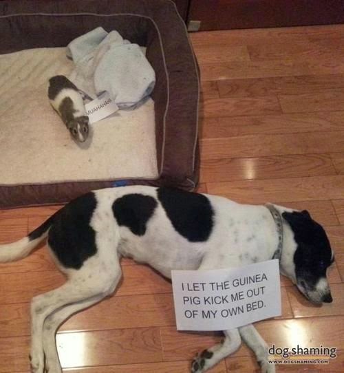 dog shaming guinea pig in bed, guinea pig stole bed, funny guinea pig, funny animals, dog shaming picture