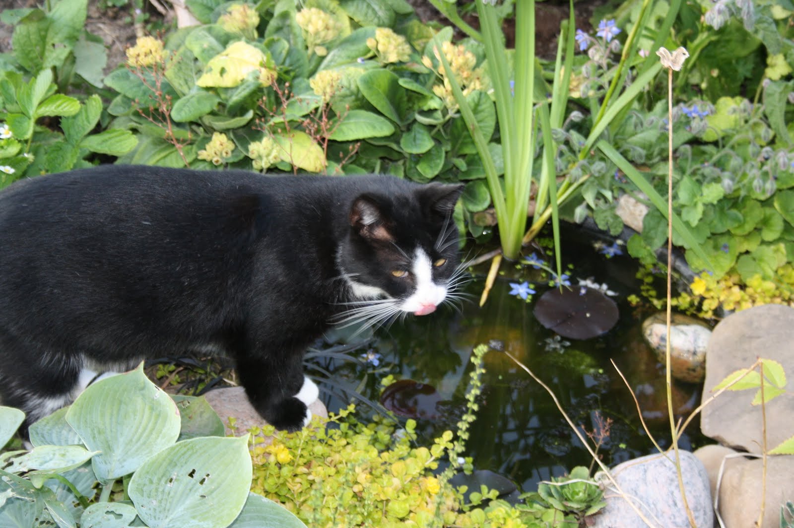 BLISS: A Wildlife Pond